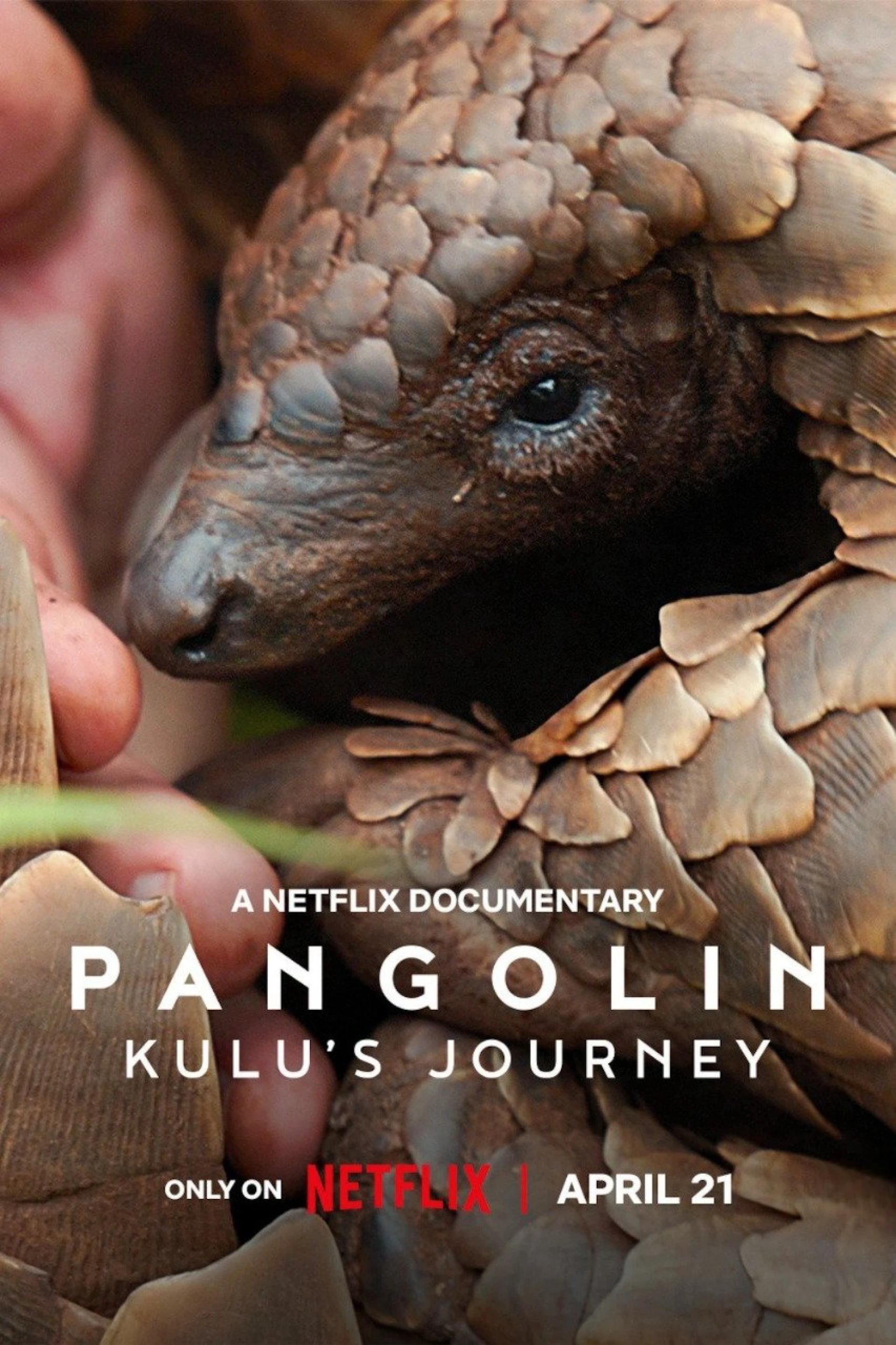 Loài tê tê: Hành trình của Kulu Pangolin: Kulu's Journey