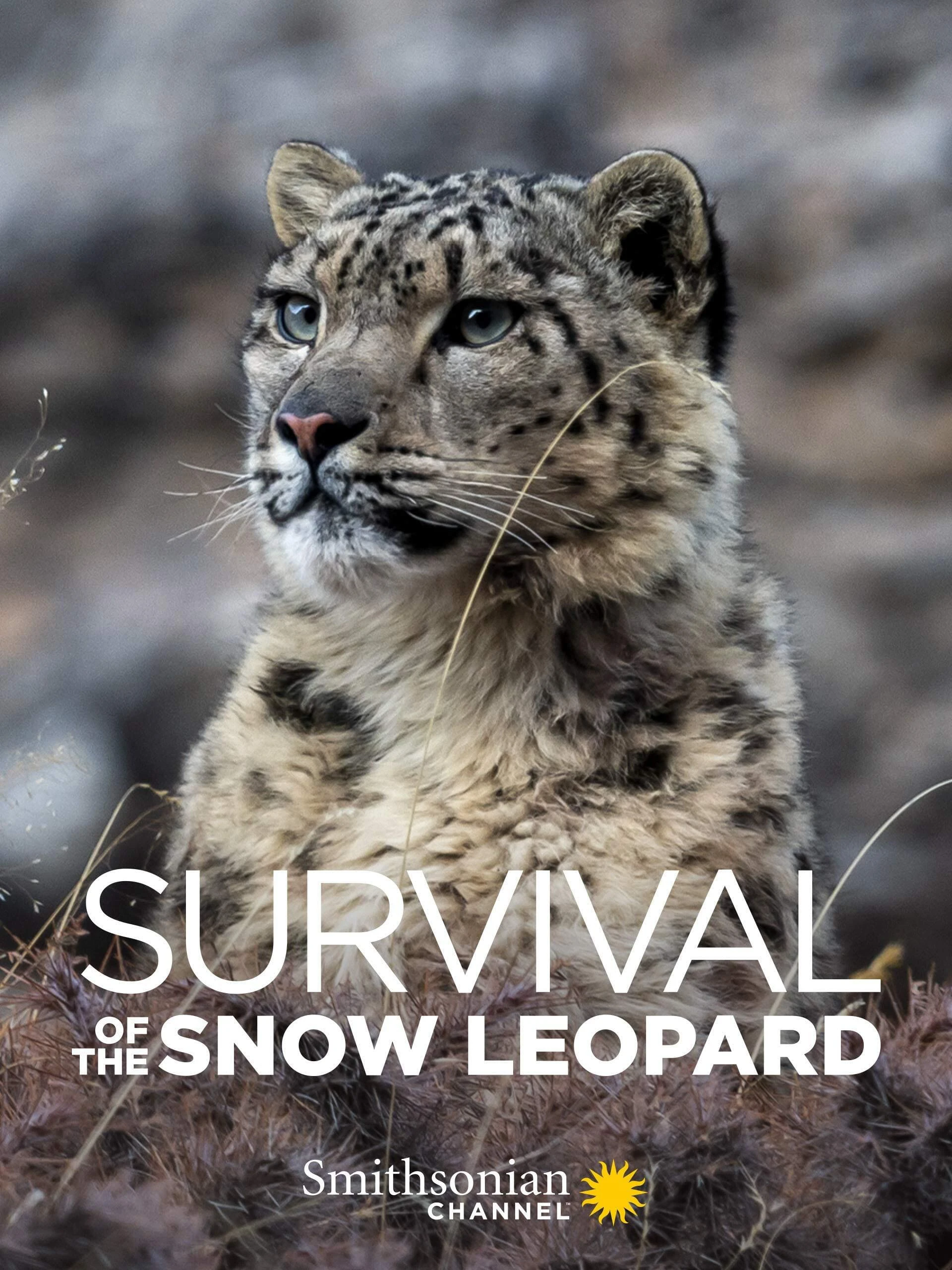 Survival Of The Snow Leopard Survival Of The Snow Leopard